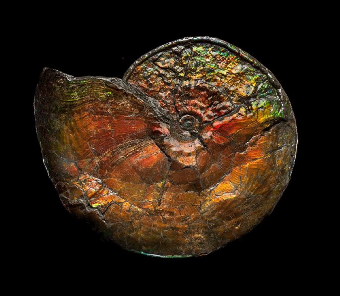 Large Iridescent Ammonite | MasterArt